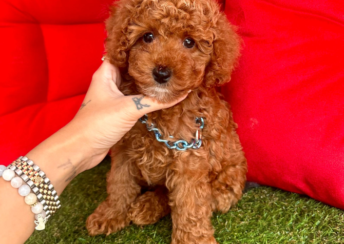 Toy Poodle Mini Yavrular